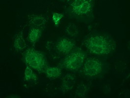 Anti-FAHD2A mouse monoclonal antibody immunofluorescent staining of COS7 cells transiently transfected by pCMV6-ENTRY FAHD2A.