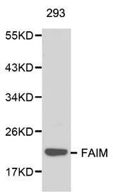 Western blot of FAIM pAb in extracts from 293 cells.