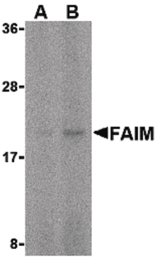 Western blot of FAIM in human spleen tissue lysate with FAIM antibody at (A) 5 and (B) 10 ug/ml.