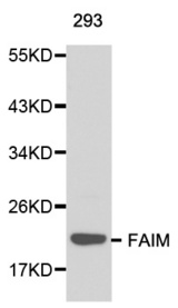 Western blot analysis of 293 cell lysate using FAIM antibody.