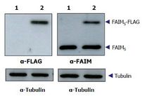 Figure 1. Immunoblot analysis against FAIMS. 293T cells transduced with lentivirus carrying a vector overexpressing FAIMS-FLAG. 1- empty vector, 2- FAIMS-FLAG vector.