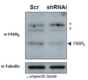 The Western Blot signal is reduced in extracts from cells with FAIMS gene silencing driven by shRNA interference. PC12 cells infected with a lentivirus carrying a vector for FAIMS shRNAi.