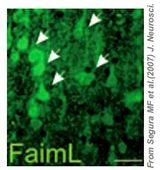 Immunofluorescence localization (arrows) of FAIML proteins in cortical layer V at P5 (3). After blocking, sections were incubated overnight with antibody (1:600), and was visualized using secondary Alexa Fluorconjugated antibodies. Sections were counterstained with Bisbenzimide, mounted onto slides, and viewed under confocal microscopy.