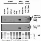 Immunoblot analysis of the FAIML expression in human and mouse hematopoietic/immune cells (3). Cortical neurons, neuroblastoma SH-SY5Y, and transfected PC12 extracts were used as a positive control of the FAIML and total FAIM expression. 20 ug of total protein were resolved by SDS-PAGE and blotted with anti- FAIMS (top panel) and FAIML (middle panel). Napthol blue staining was used as a loading control (bottom panel).
