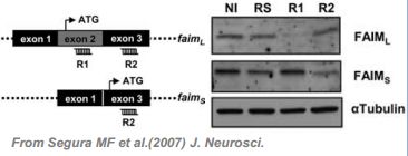 The Western Blot signal, coming from endogenous FAIM-L, is reduced in extracts from cultured cells with FAIM-L gene silencing driven by shRNA interference (3). Scheme of FAIML- and FAIMS-targeted RNAi design. Positions for the different RNAi are indicated, R1 is sequence specific for FAIML, and R2 is in the common sequence and specifically silences the FAIMS (top panel). PC12 cells were infected with R1, R2, or RS (scrambled) for 72 h, and the effects on endogenous FAIMS/L expression were analyzed by Western blot with anti-FAIM antibodies (bottom panel). α-Tubulin was used as a loading control.