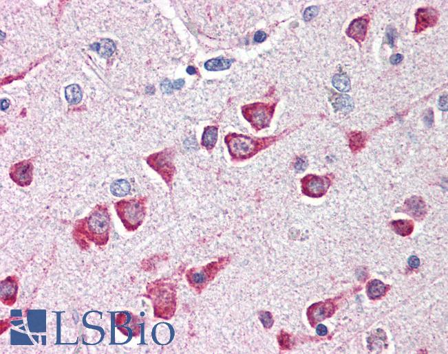 Anti-FAIM2 antibody IHC of human brain, cortex. Immunohistochemistry of formalin-fixed, paraffin-embedded tissue after heat-induced antigen retrieval. Antibody LS-B567 concentration 5 ug/ml.