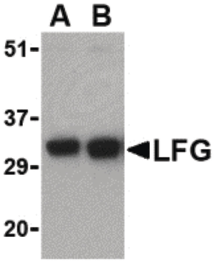 Western blot of LFG in EL4 cell lysate with LFG antibody at (A) 0.5 and (B) 1 ug/ml.