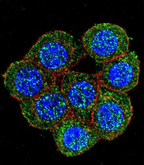 Confocal immunofluorescent of PTK2 Antibody with 293 cell followed by Alexa Fluor 488-conjugated goat anti-rabbit lgG (green). Actin filaments have been labeled with Alexa Fluor 555 phalloidin (red). DAPI was used to stain the cell nuclear (blue).