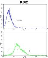 PTK2 Antibody flow cytometry of k562 cells (bottom histogram) compared to a negative control cell (top histogram). FITC-conjugated goat-anti-rabbit secondary antibodies were used for the analysis.