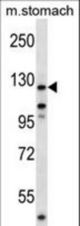 Mouse Ptk2 Antibody western blot of mouse stomach tissue lysates (35 ug/lane). The Ptk2 antibody detected the Ptk2 protein (arrow).
