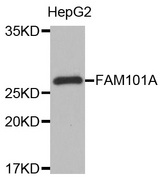 Western blot analysis of extracts of HepG2 cell line, using FAM101A antibody.