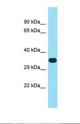 Western blot of 293T. FAM102B antibody dilution 1.0 ug/ml.
