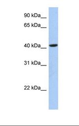 721_B cell lysate. Antibody concentration: 1.0 ug/ml. Gel concentration: 12%.