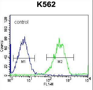 F105A Antibody flow cytometry of K562 cells (right histogram) compared to a negative control cell (left histogram). FITC-conjugated goat-anti-rabbit secondary antibodies were used for the analysis.