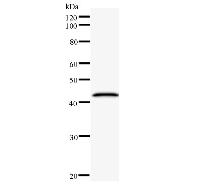 Western blot analysis of immunized recombinant protein, using anti-CNOT6 monoclonal antibody.
