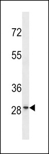 GRRP1 Antibody western blot of HL-60 cell line lysates (35 ug/lane). The GRRP1 antibody detected the GRRP1 protein (arrow).