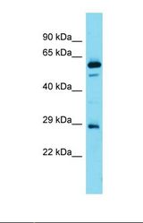Western blot of Human Fetal Brain. FAM110D antibody dilution 1.0 ug/ml.