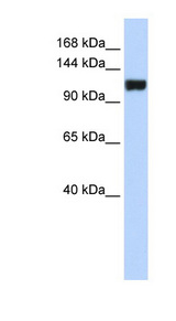 FAM120A antibody LS-C102585 Western blot of MCF7 cell lysate.