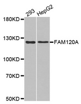 Western blot analysis of extracts of various cell lines, using FAM120A antibody.