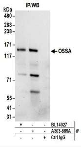 Detection of Human OSSA by Western Blot of Immunoprecipitates. Samples: Whole cell lysate (1 mg for IP; 20% of IP loaded) from Jurkat cells. Antibodies: Affinity purified rabbit anti-OSSA antibody used for IP at 6 ug/mg lysate. OSSA was also immunoprecipitated by rabbit anti-OSSA antibody BL14027. For blotting immunoprecipitated OSSA, was used at 1 ug/ml. Detection: Chemiluminescence with an exposure time of 30 seconds.