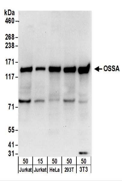 Detection of Human and Mouse OSSA by Western Blot. Samples: Whole cell lysate from Jurkat (15 and 50 ug), HeLa (50 ug), 293T (50 ug), and mouse NIH3T3 (50 ug) cells. Antibodies: Affinity purified rabbit anti-OSSA antibody used for WB at 1 ug/ml. Detection: Chemiluminescence with an exposure time of 10 seconds.
