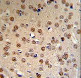 WTX Antibody IHC of formalin-fixed and paraffin-embedded mouse brain tissue followed by peroxidase-conjugated secondary antibody and DAB staining.