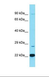 Western blot of MCF7. FAM132A antibody dilution 1.0 ug/ml.