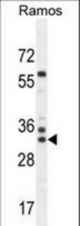 FAM133A Antibody western blot of Ramos cell line lysates (35 ug/lane). The FAM133A antibody detected the FAM133A protein (arrow).
