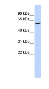 FAM134C antibody LS-C102539 Western blot of 721_B cell lysate.