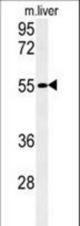 Western blot of FAM151A Antibody in mouse liver tissue lysates (35 ug/lane). FAM151A (arrow) was detected using the purified antibody.