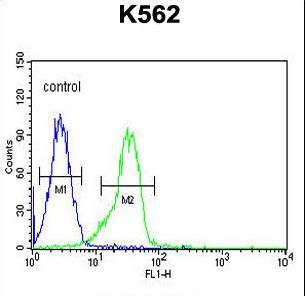 FAM155A Antibody flow cytometry of K562 cells (right histogram) compared to a negative control cell (left histogram). FITC-conjugated goat-anti-rabbit secondary antibodies were used for the analysis.