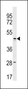FAM155B Antibody western blot of 293 cell line lysates (35 ug/lane). The FAM155B Antibody detected the FAM155B protein (arrow).