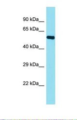 Western blot of 293T. FAM155B antibody dilution 1.0 ug/ml.