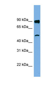 FAM160B1 antibody LS-C110910 Western blot of Jurkat lysate.