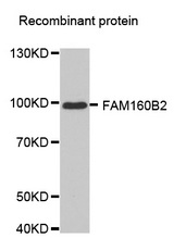 Western blot analysis of extracts of recombinant protein, using FAM160B2 antibody.