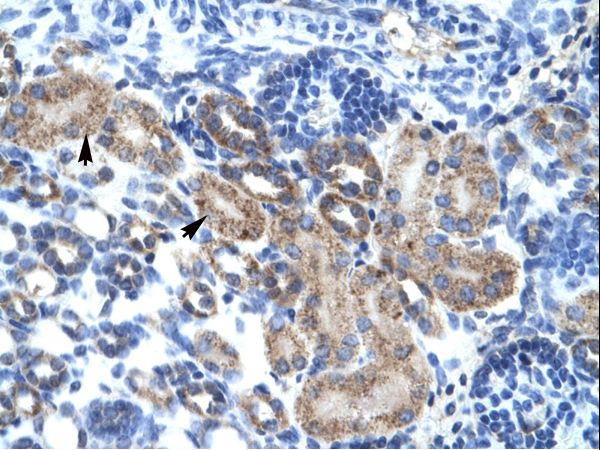 FAM164A / CGI-62 antibody LS-C30778 was used in IHC to stain formalin-fixed, paraffin-embedded human kidney.