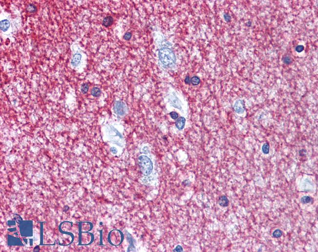 Anti-CNP antibody IHC of human brain, cortex. Immunohistochemistry of formalin-fixed, paraffin-embedded tissue after heat-induced antigen retrieval. Antibody LS-B4224 concentration 10 ug/ml.