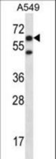 CHFR Antibody western blot of A549 cell line lysates (35 ug/lane). The CHFR antibody detected the CHFR protein (arrow).