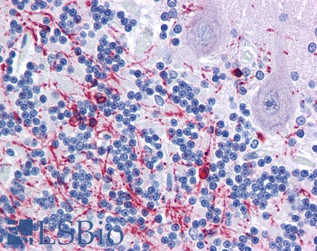 Anti-CNP antibody IHC of human brain, cerebellum. Immunohistochemistry of formalin-fixed, paraffin-embedded tissue after heat-induced antigen retrieval. Antibody LS-B4224 concentration 10 ug/ml.