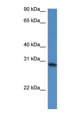 FAM168A antibody LS-C135336 Western blot of Mouse Heart lysate. Antibody concentration 1 ug/ml.
