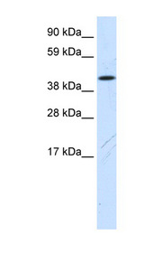 FAM172A antibody LS-C30128 Western blot of NIH/3T3 cell lysate.