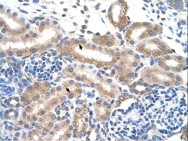 FAM174B antibody LS-C31919 was used in IHC to stain formalin-fixed, paraffin-embedded human kidney.