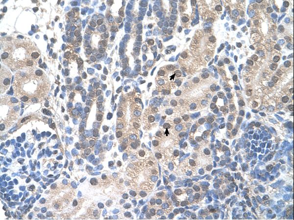 FAM174B antibody LS-C31920 was used in IHC to stain formalin-fixed, paraffin-embedded human kidney.