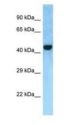 FAM175A / CCDC98 antibody Western Blot of 293T cell lysate.