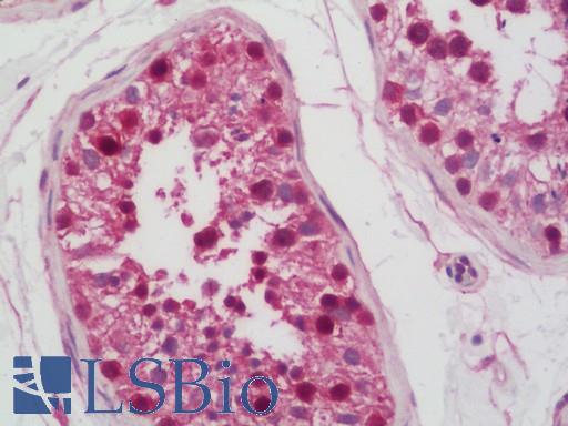 Anti-FAM175A / CCDC98 antibody IHC staining of human testis. Immunohistochemistry of formalin-fixed, paraffin-embedded tissue after heat-induced antigen retrieval. Antibody LS-B11158 dilution 1:100.