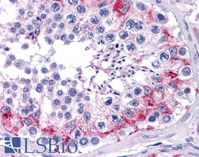 Anti-FAM175A / CCDC98 antibody IHC of human testis. Immunohistochemistry of formalin-fixed, paraffin-embedded tissue after heat-induced antigen retrieval. Antibody LS-B4515 concentration 10 ug/ml.