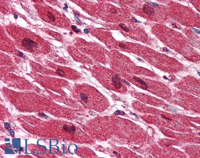Anti-FAM188A / C10orf97 antibody IHC of human heart. Immunohistochemistry of formalin-fixed, paraffin-embedded tissue after heat-induced antigen retrieval. Antibody LS-B2798 concentration 5 ug/ml.
