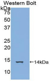 Western blot of recombinant FAM19A3.