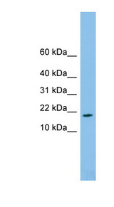 FAM19A4 antibody LS-C116269 Western blot of U937 cell lysate.