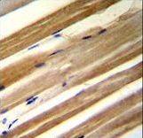 CU070 antibody immunohistochemistry of formalin-fixed and paraffin-embedded human skeletal muscle followed by peroxidase-conjugated secondary antibody and DAB staining.